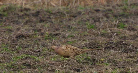 Pheasant Phasianus Colchicus in the evening in slow motion Stock Footage 305476066