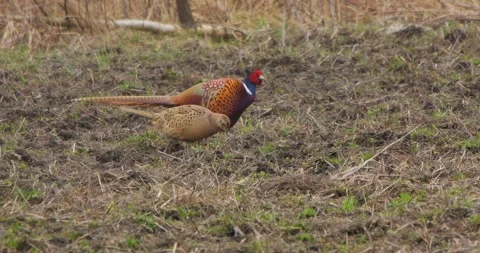 Pheasant Phasianus Colchicus in the evening in slow motion Stock Footage 305491638