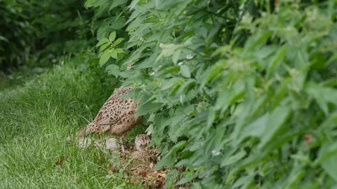 Pheasant Phasianus colchicus female foraging along hedgerow with chicks Video stock 98920768