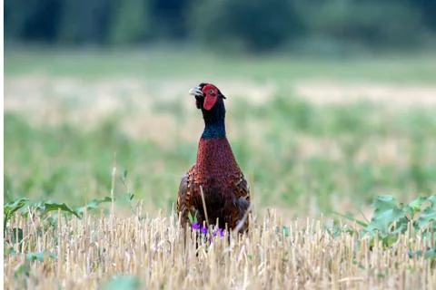 Pheasant (Phasianus colchicus) in the field. Stock Photos
