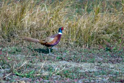 Pheasant (Phasianus colchicus) in the field. Stock Photos