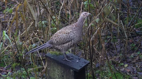 Pheasant Phasianus colchicus hen checks for danger at edge of reedbed Stock Footage 98952026