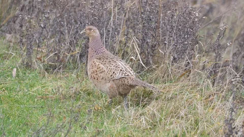 Pheasant Phasianus colchicus hen moving through undergrowth Stock Footage 98907915