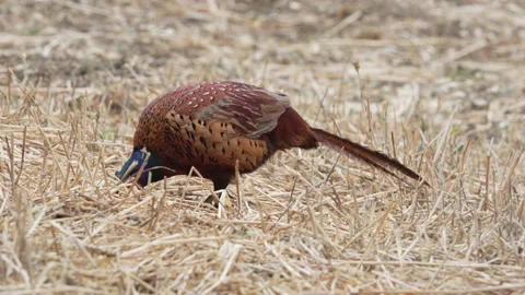 Pheasant (Phasianus colchicus) male feeding in a stubble field Stock Footage 205515210