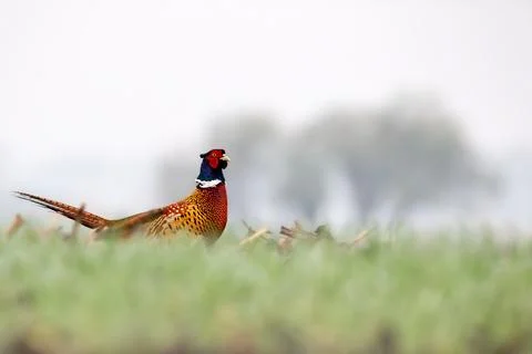 Pheasant (Phasianus colchicus)on the meadow Stock Photos