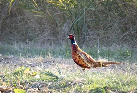 Pheasant (Phasianus colchicus)on the meadow Stock Photos