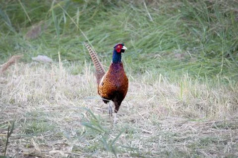 Pheasant (Phasianus colchicus)on the meadow Stock Photos
