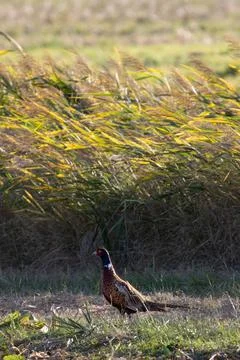 Pheasant (Phasianus colchicus)on the meadow Stock Photos