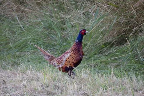 Pheasant (Phasianus colchicus)on the meadow Stock Photos