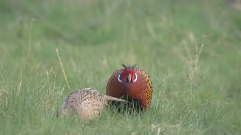 Pheasant  Phasianus colchicus Pair in meadow Video stock 171623677