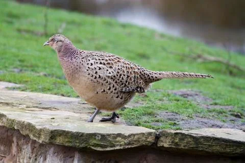 Pheasant (Phasianus colchicus) Stock Photos