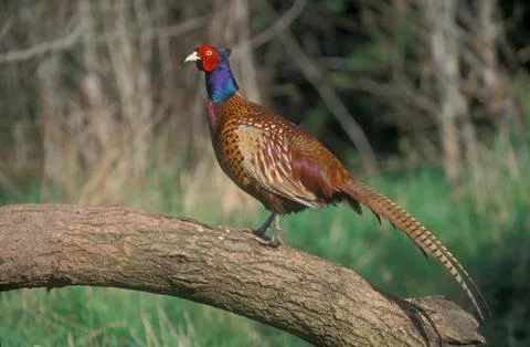 Pheasant, Phasianus colchicus Stock Photos