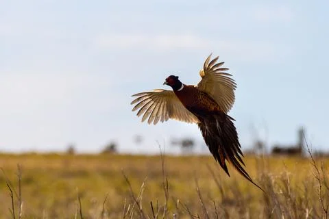 Pheasant (Phasianus colchicus) Stock Photos