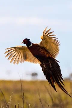 Pheasant (Phasianus colchicus) Stock Photos
