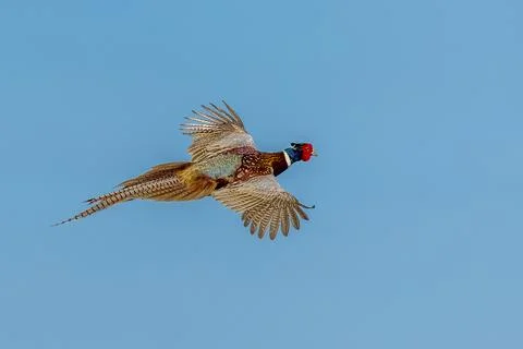 Pheasant (Phasianus colchicus) Stock Photos