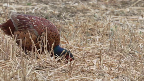 Pheasant (Phasianus colchicus) searching through stubble for dropped wheat Stock Footage 205511978