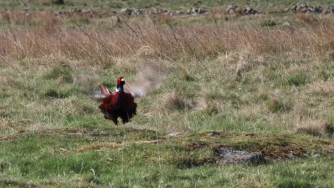 Pheasant (Phasianus colchicus) Territorial Display, North Pennines, UK Stock Footage 308562460