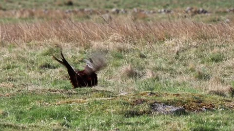 Pheasant (Phasianus colchicus) Territorial Display, North Pennines, UK Stock Footage 308562555