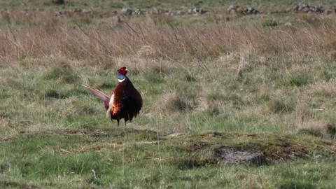 Pheasant (Phasianus colchicus) territorial displaying, England, UK Stock Footage 308008762