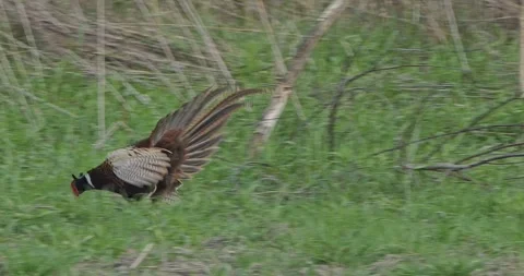 Pheasant Phasianus Colchicus Tooting in Hot Air and Slow Motion Video stock 307710328