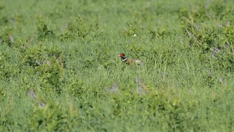 Pheasant (Phasianus colchicus) walking through grass in a meadow Stock Footage 300866099