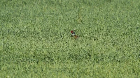 Pheasant (Phasianus colchicus) walking through grass in a meadow Stock Footage 300866105