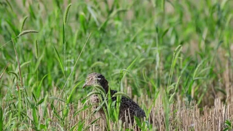 Pheasant Phasianus colchicus in the wild. The bird is hiding in the grass Video stock 232618182