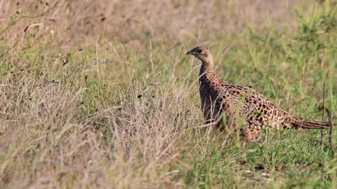 Pheasant Phasianus colchicus in the wild. Close up.  Stock-Footage 209653746