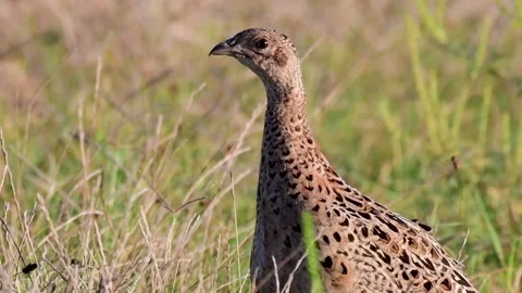 Pheasant Phasianus colchicus in the wild. Close up.  Stock Footage 222813855