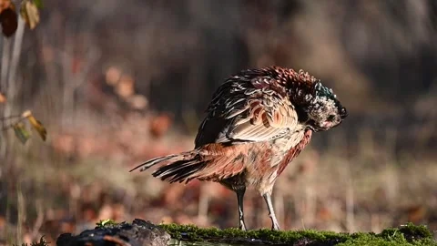 Pheasant Phasianus colchicus in the wild. Close up Stock Footage 304829033