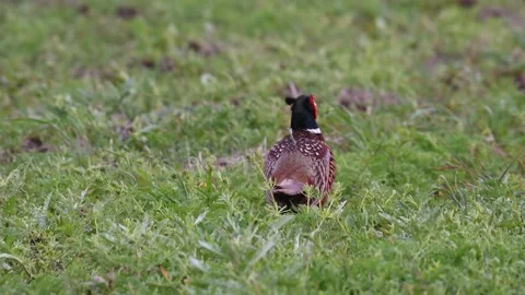Pheasant Phasianus colchicus in the wild.  Stock Footage 250044913