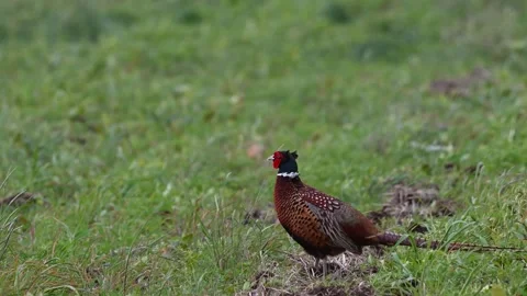 Pheasant Phasianus colchicus in the wild. Video stock 250487413