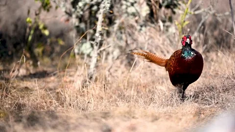 Pheasant Phasianus colchicus in the wild.  Stock Footage 253749225