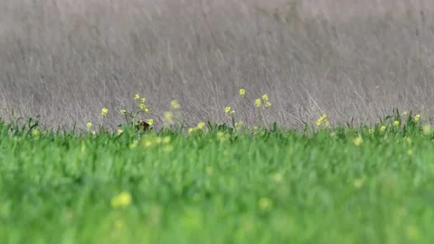 Pheasant Phasianus colchicus in the wild. A pheasant hiding in the grass Stock Footage 242983038