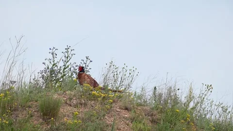 Pheasant Phasianus colchicus in the wild. A pheasant hiding in the grass Vídeo Stock 245666245