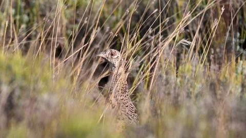 Pheasant Phasianus colchicus in the wild. A pheasant hiding in the grass.  Stock-Footage 252043590