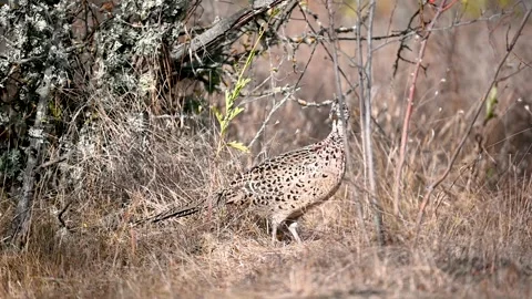 Pheasant Phasianus colchicus in the wild. A pheasant hiding in the grass.  Stock-Footage 255520984