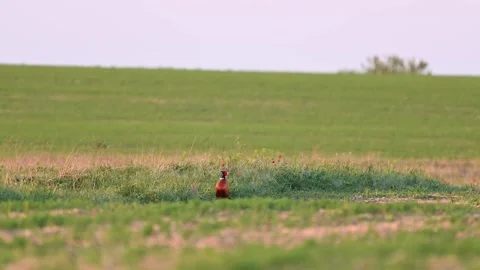 Pheasant Phasianus colchicus in the wild. A pheasant hiding in the grass Stock Footage 279154093