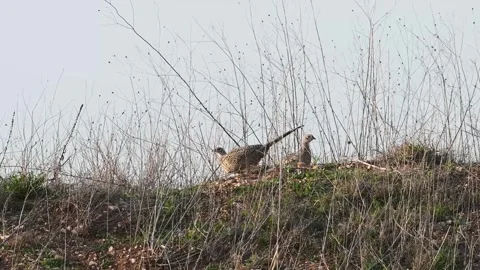 Pheasant Phasianus colchicus in the wild. A pheasant hiding in the grass Stock Footage 280596939
