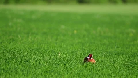 Pheasant Phasianus colchicus in the wild. A pheasant hiding in the grass Stock-Footage 313241692