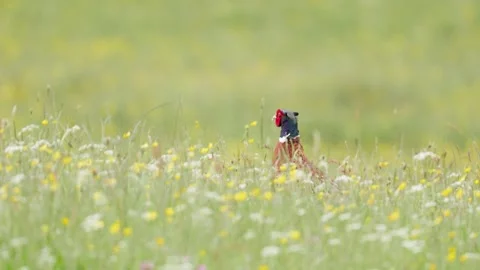 Pheasant (Phasianus colchicus) in a wildflower meadow, Britain, UK 스톡 동영상 337721614