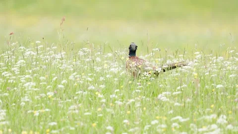 Pheasant (Phasianus colchicus) in a wildflower meadow, Britain, UK Stock Footage 337722918