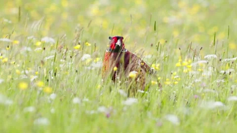 Pheasant (Phasianus colchicus) in a wildflower meadow, Britain, UK Vídeo Stock 337775288