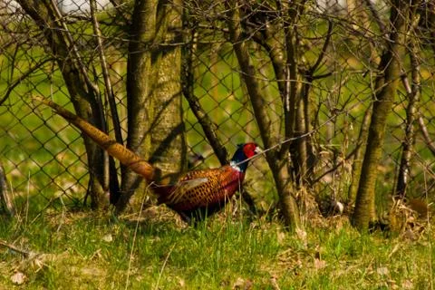 Pheasant Stock Photos