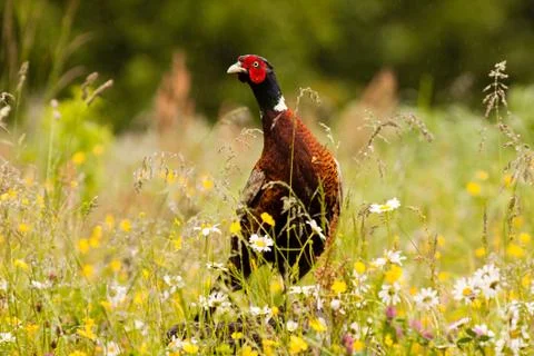 Pheasant Stock Photos