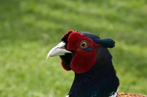 Pheasant Stock Photos