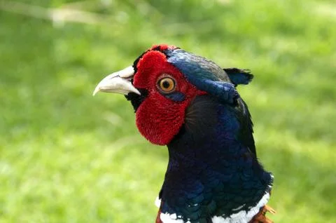 Pheasant Stock Photos
