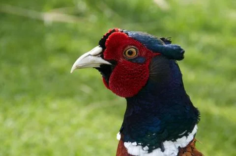 Pheasant Stock Photos