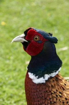 Pheasant Stock Photos