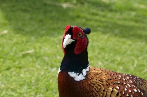 Pheasant Stock Photos